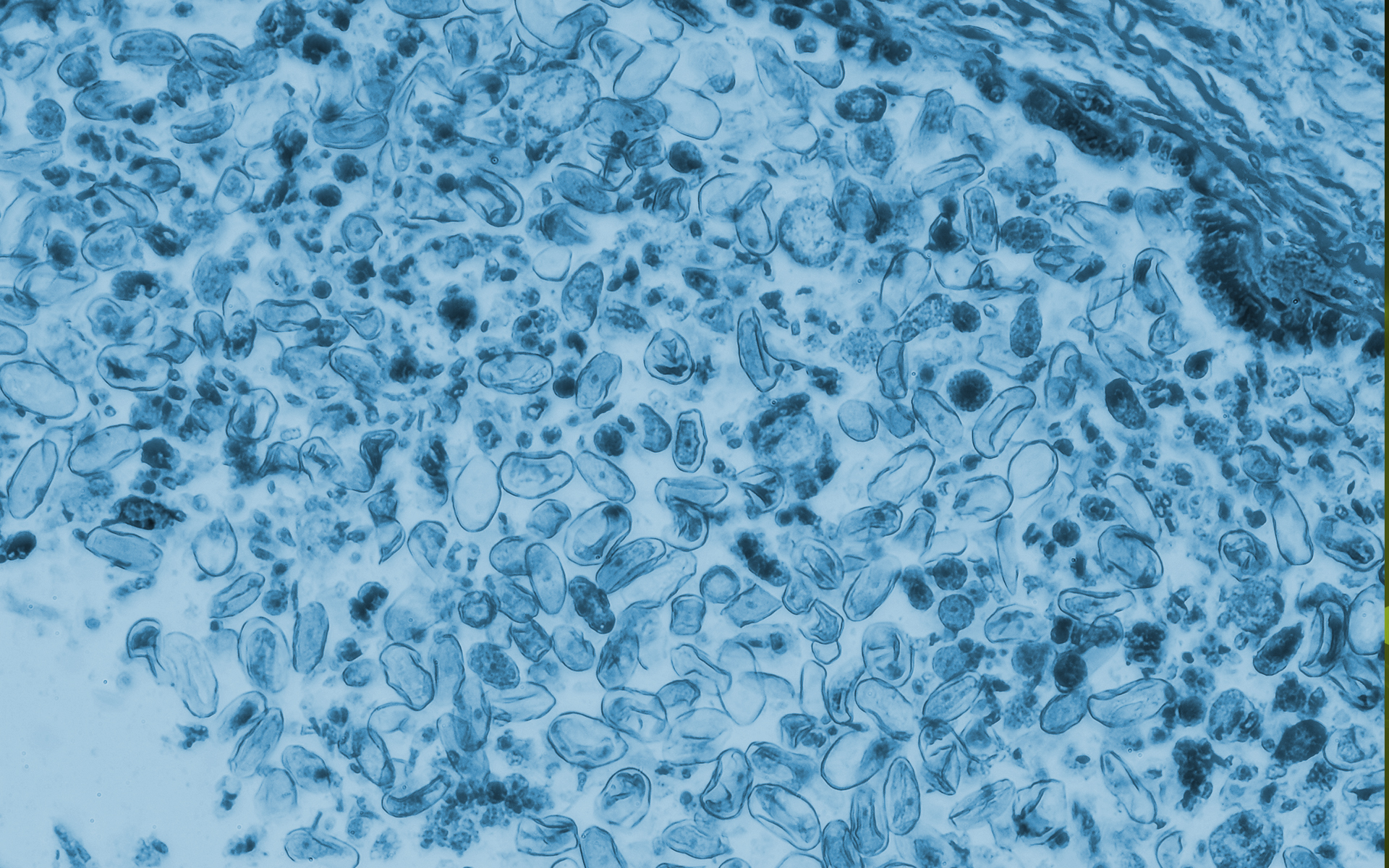parallax-img